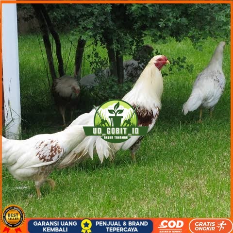 

Telur ayam hias yokohama fertil bisa ditetaskan Langsung UD_GOBIT_ID