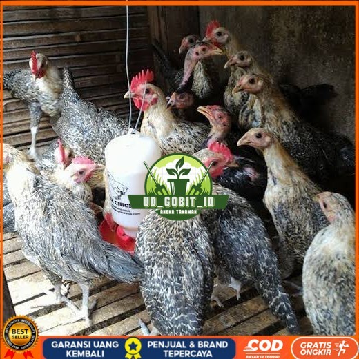 

Telur ayam arab fertil siap ditetaskan - AYAM ARAB UD_GOBIT_ID