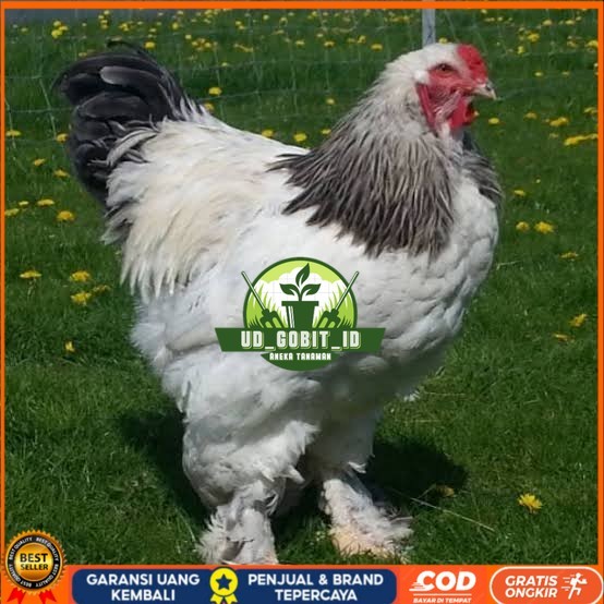 

Telur ayam hias brahma fertil siap ditetaskan UD_GOBIT_ID
