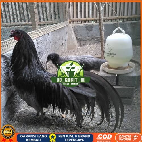 

Telur ayam black sumatera / telur ayam hias / telur fertil siap tetas UD_GOBIT_ID