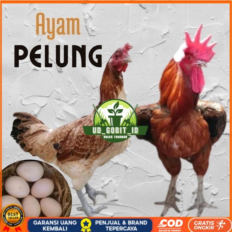 

telur ayam pelung jumbo super untuk di tetaskan UD_GOBIT_ID