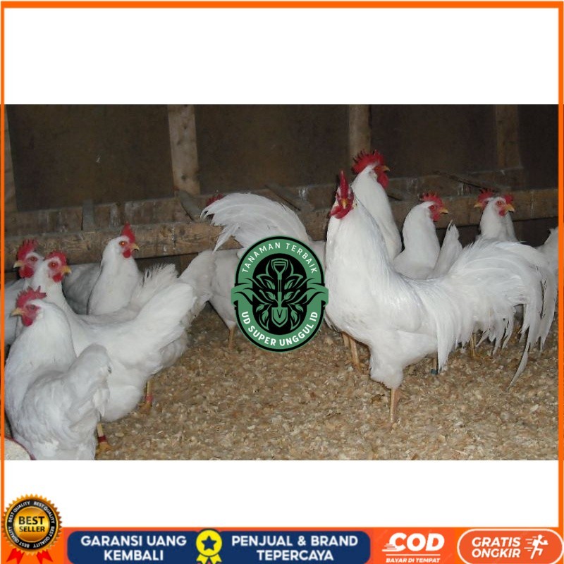 

TELUR AYAM PETELUR WHITE LEGHORN PURE LINE UNTUK DI TETASKAN UD_SUPER_UNGGUL_ID