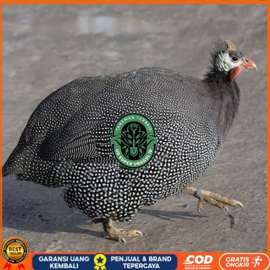 

Telur ayam mutiara / telur ayam hias / telur fertil siap tetas UD_SUPER_UNGGUL_ID