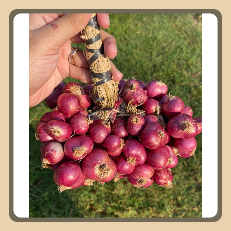 

BAWANG MERAH PROBOLINGGO SUPER