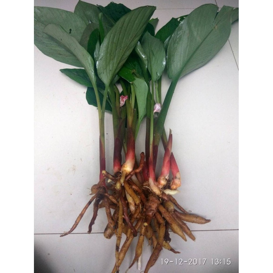 Temu kunci | rimpang temu kunci segar | pohon temu kunci