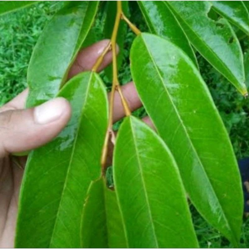 

Daun durian segar bisa buat kesehatan 1 kg Rempah_herbalCo