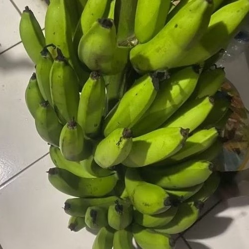 

Buah Pisang Mentah GTR Coklat Pisang Bangkaulu Fresh