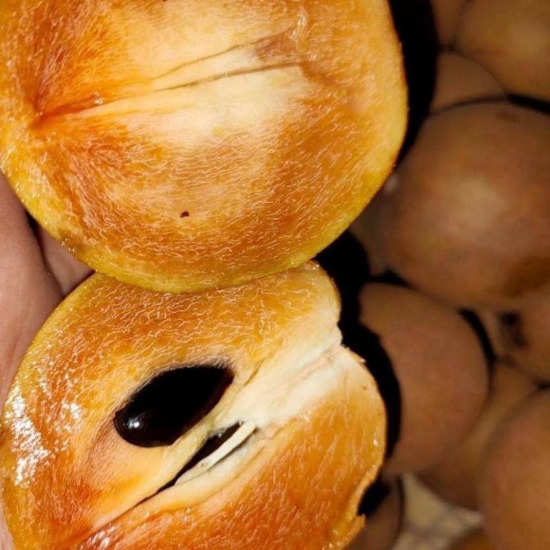 

MC-19 SAWO Madu 1 Kg | Buah Segar Sehat Fresh