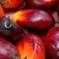 

buah sawit sgar pakan trnak unggas ..
