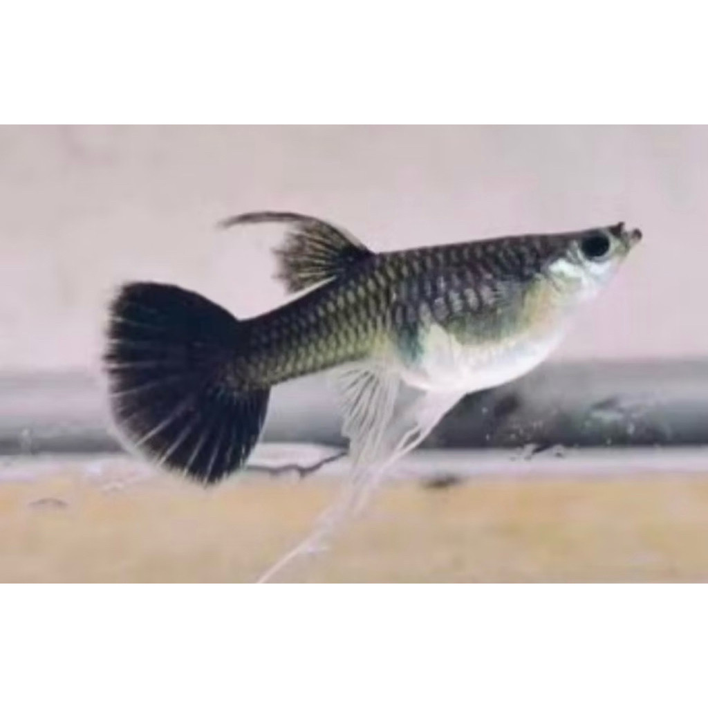 Hiasan guppy black moscow ribbon hiasan aquarium