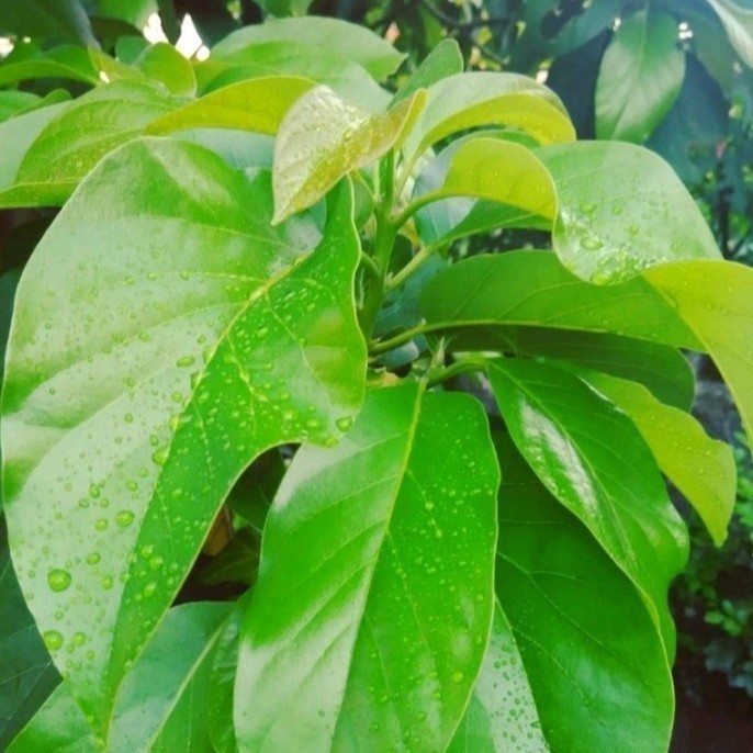 

promo daun alpukat fresh obat herbal 100 lembar Herbal COD