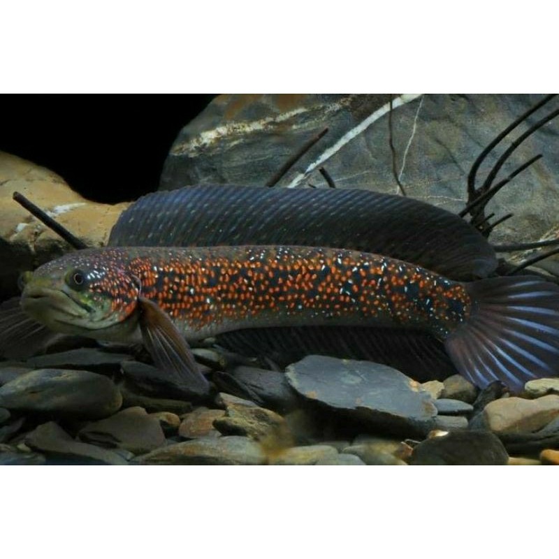 Hobi Asiatica Rsp Kalimaya