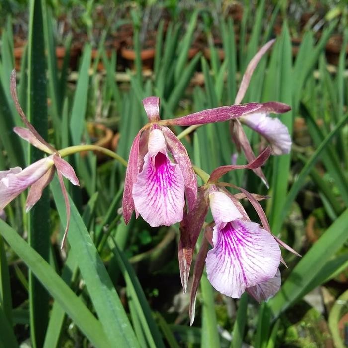

anggrek brasavola mikai mayumi