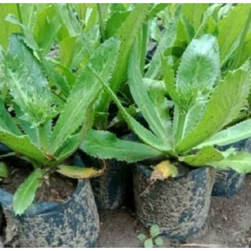 

Promo COD WALANG SANGIT SEGAR 500GRAM BAWA AKAR Azzahra.AS