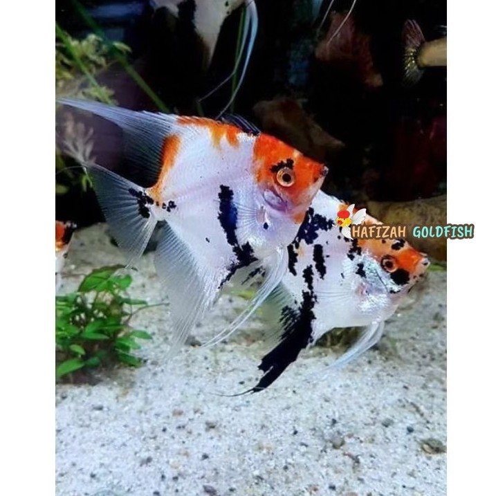 Manfish Koi 2.5 3 Cm  size koin