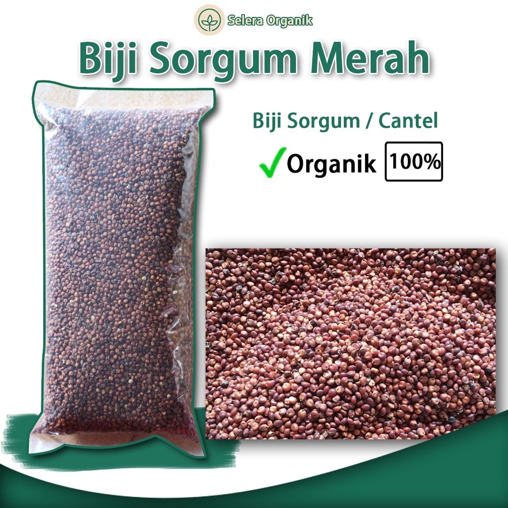 

Biji Sorgum Merah Organik (1kg) Bisa Untuk Bibit / Benih Biji Sorgum Sorghum Merah | Selera Organik Jogja