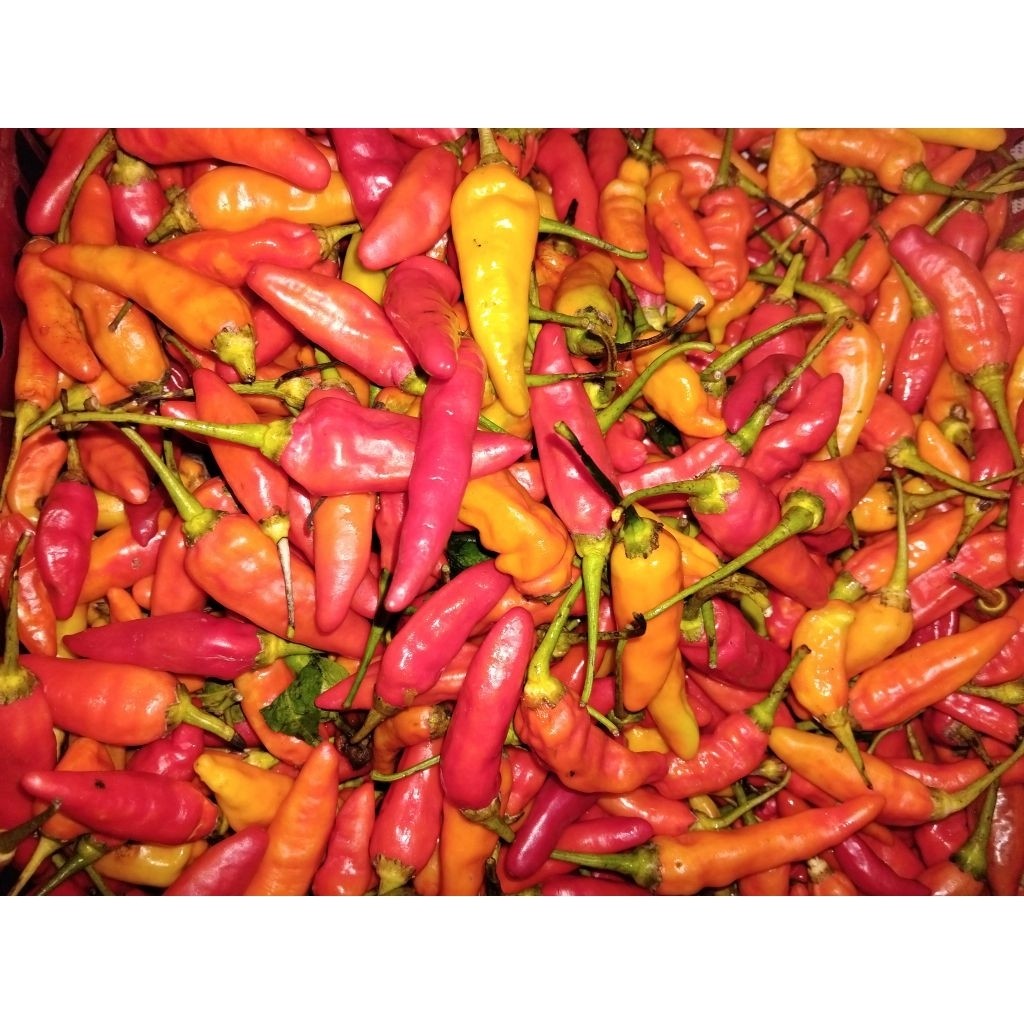 

Paket Cabe Rawit Merah Segar 500/1Kg - Pedas Mantap - Siap Kirim