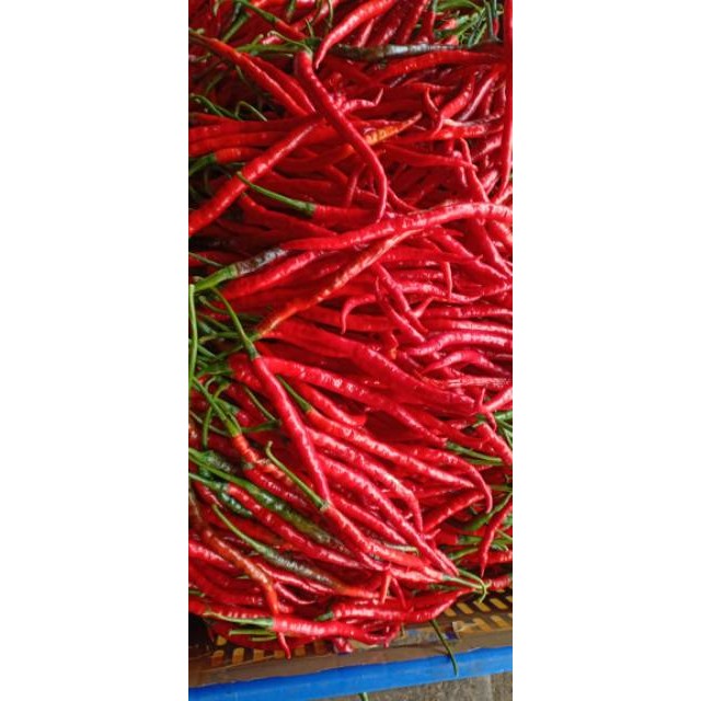 

Paket Cabai Merah 1 Kg / Cabai keriting