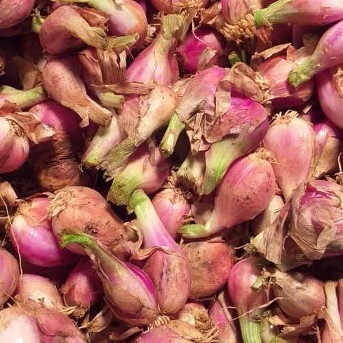 

Bawang Sumenep Murah Bandung