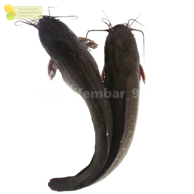 

Ikan Lele Hidup Live 1Kg Ikan Lele Segar