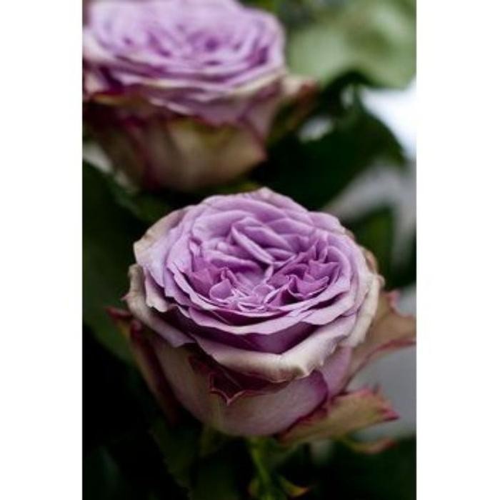 TANAMAN HIAS MAWAR UNGU CHRISTOPHER//MAWAR IMPORT