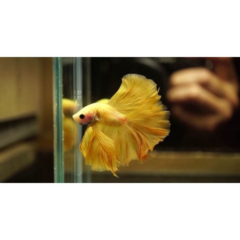 

stiker anomali ikan hias cupang warna kuning size xl