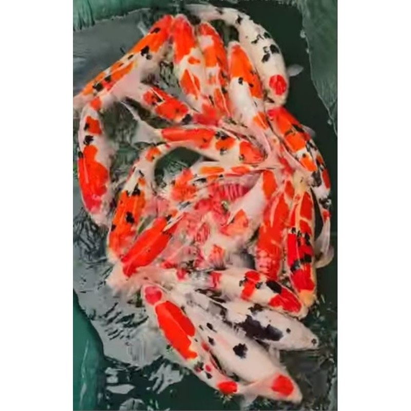 ikan koi blitar cantik size 15-20 cm