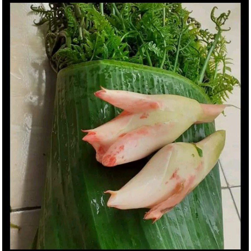 

sayur pakis mantap 1 kg