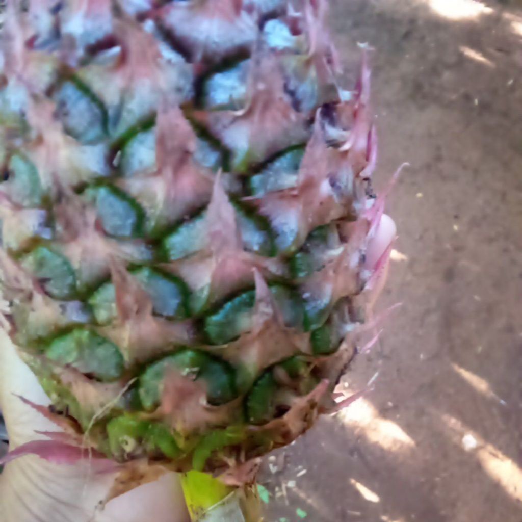 

[COD] Nanas Muda Utuh – Segar dan Asli dari Petani