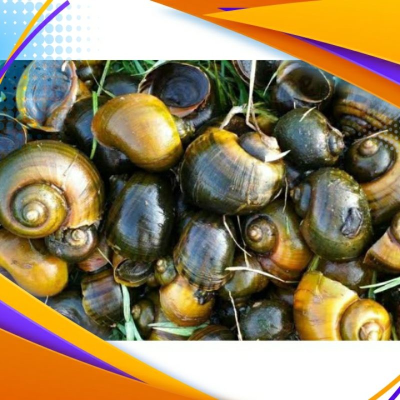 [RA] keong mas sawah 1kg Khas pangandaran