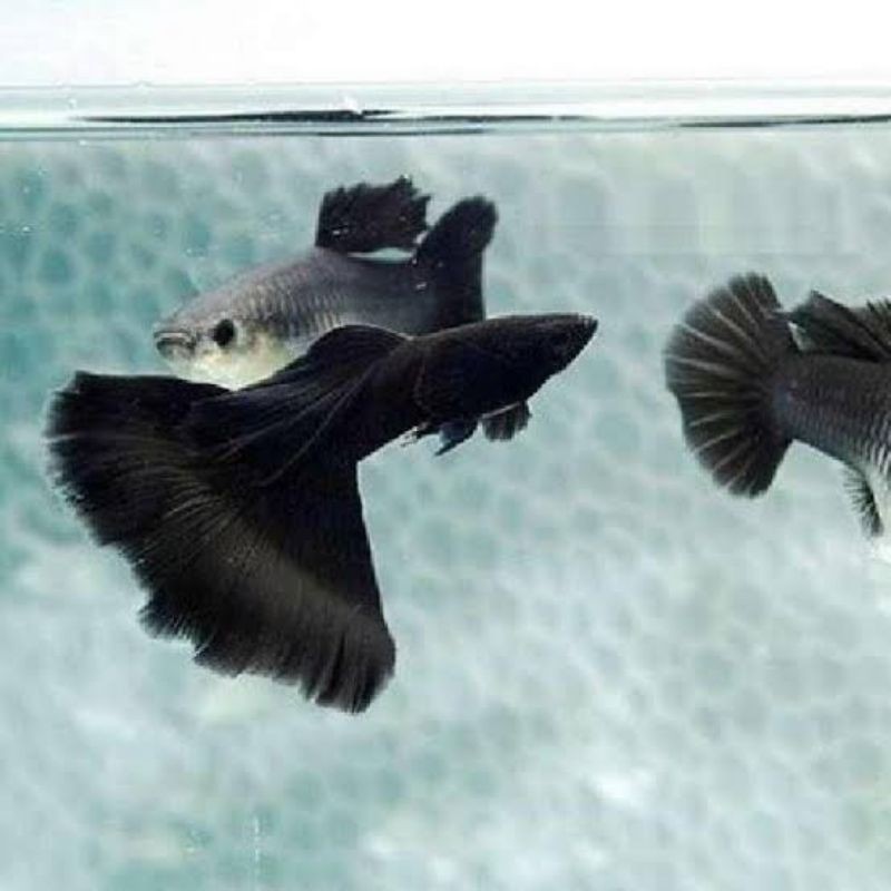 hiasan aquarium Guppy full black sepasang
