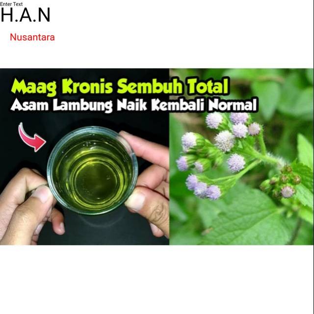 

Daun bandotan babadotan segar 1kg siap petik non pestisida