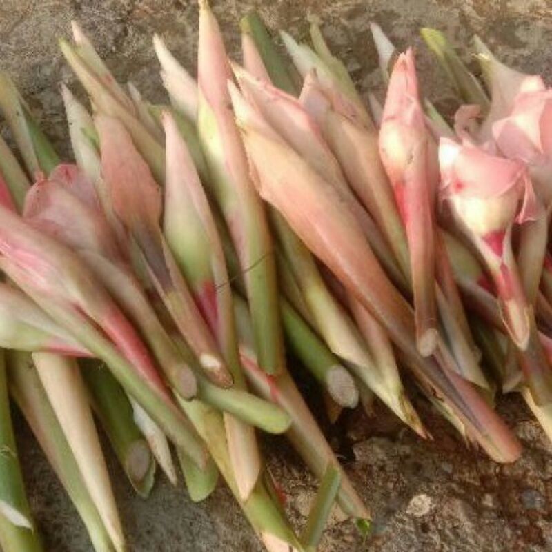 

bunga kuncup kecombrang segar per 1kg