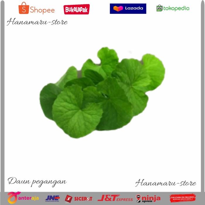 

Herbal Tanaman Daun Akar Pegangan Antanan 100gram/Fack