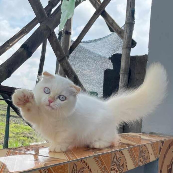 kucing munchkin gaelic fold jantan 5 bulan color point