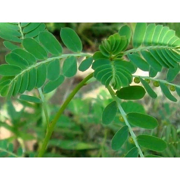 

Daun Meniran - Obat TBC Alami