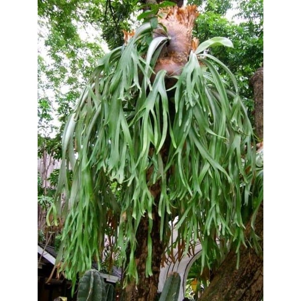 

Tanduk Rusa - Obat Radang Rahim Luar dan Obat Haid Tak Teratur