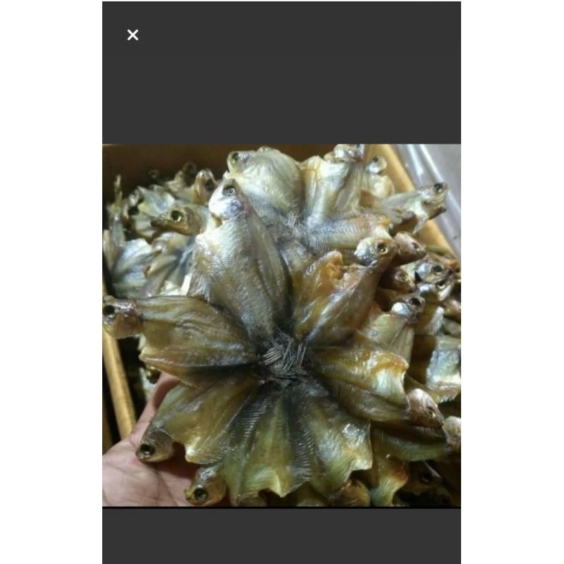 

ikan sepat kecil,sepat kuku,sepat pakrik