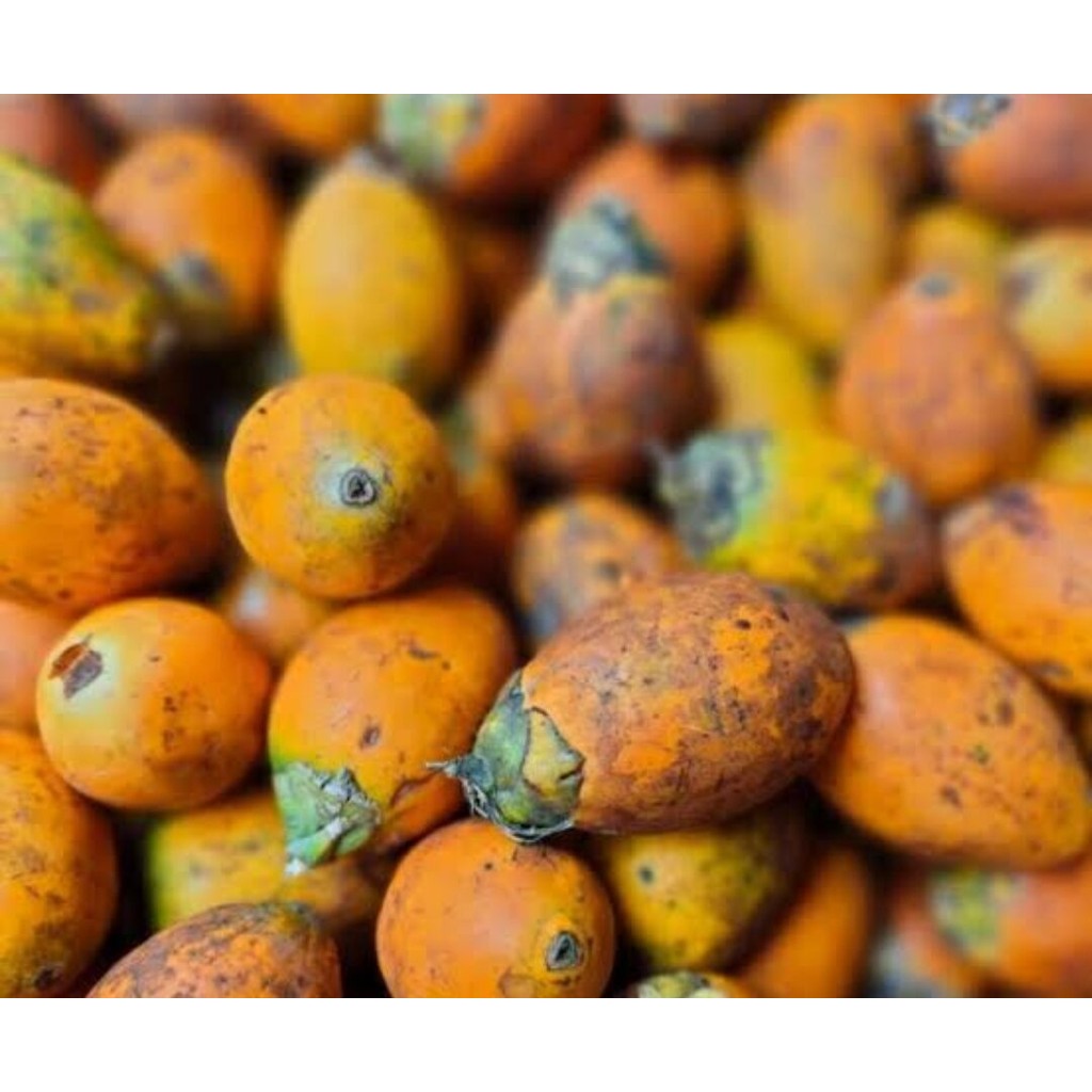 

Buah pinang tua segar - jambe tua