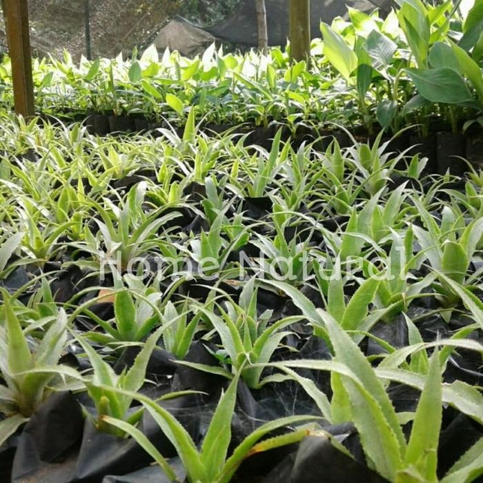 Bibit nanas madu unggul - Bibit buah nanas madu - Buah nanas