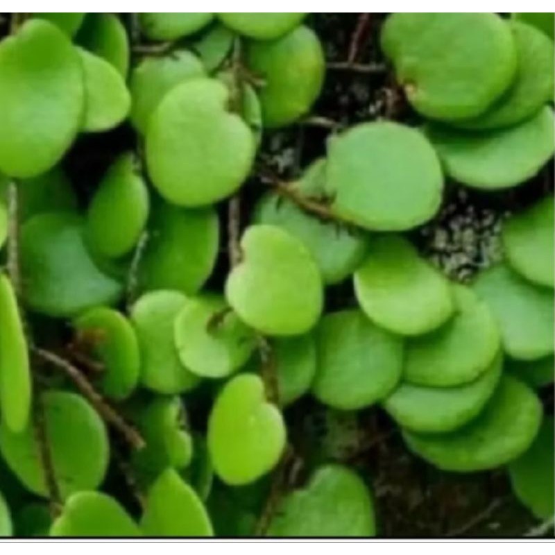 

Obat herbal daun sisik naga daun picisan 1kg