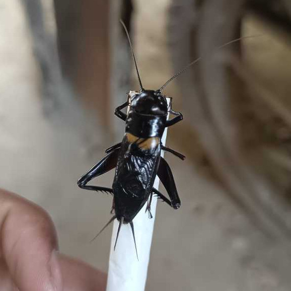 JANGKRIK ( SUPER BESAR ) TERLARIS jangkrik aduan super besar - jangkrik aduan - jangkrik jarabang Se