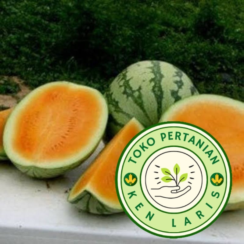 READY BIBIT SEMANGKA OREN JUMBO  20 BENIH