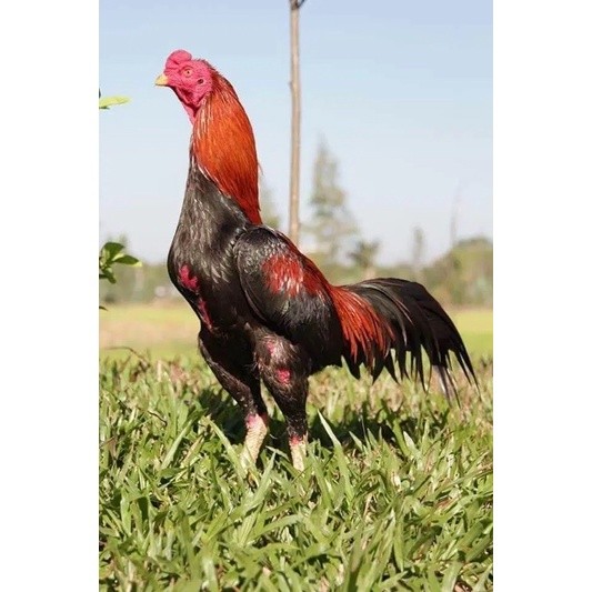 

TELUR FERTIL AYAM BANGKOK X AKA(AYAM KAMPUNG ASLI)