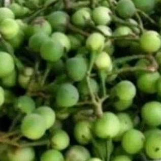 Buah takokak sgat 300 gr takokak herbal.''