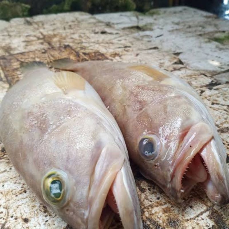 

Ikan Kerapu Susu Segar Ikan Laut Hasil Laut Segar Seafood 1 Kg