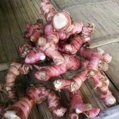 

lengkuas atau laja goah ready stok siap kirim ready stok siap kirim