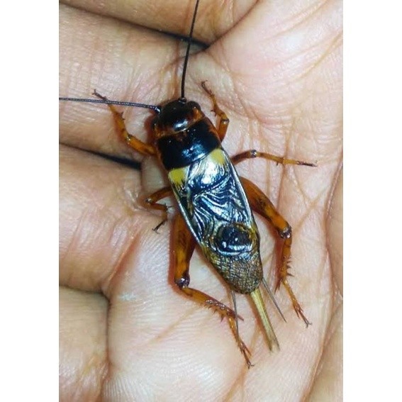 Jangkrik Kalung Aduan