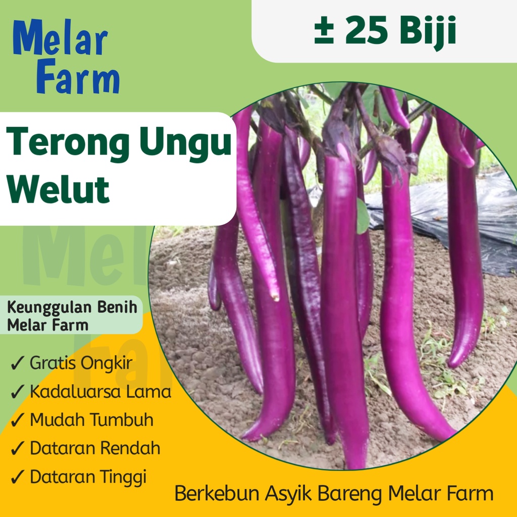 Melar Farm - 25 Bibit Sayuran Terong Ungu Panjang WELUT F1 Hibrida