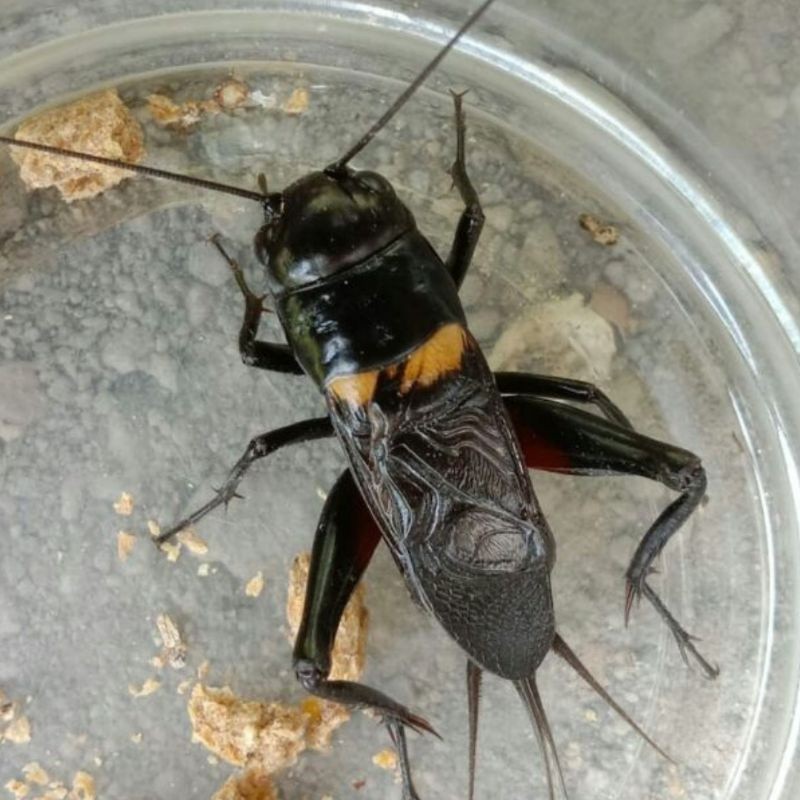 Jangkrik Aduan / Jangkrik Genggong/ Jangkrik Masteran